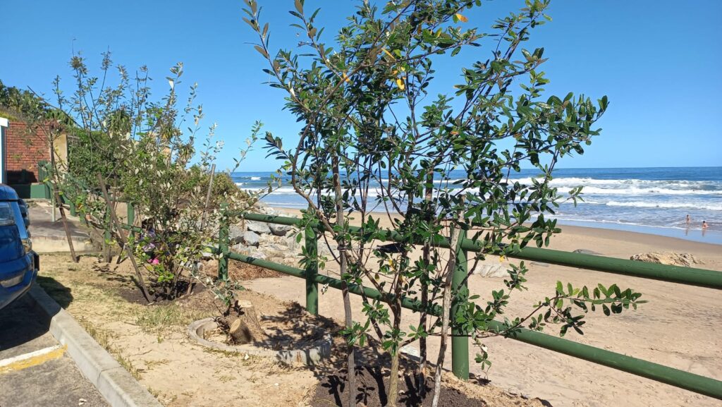 New Coastal Silver Oaks for Leentjiesklip Beach Parking Area